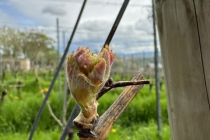 Fruehjahrsspaziergang_2023_04_07