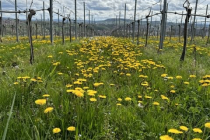 Fruehjahrsspaziergang_2023_04_16