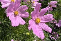 Gartenschau_Balingen_2023_70