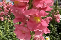Gartenschau_Balingen_2023_71