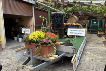 Riesentrauben_binden_2023-09-22_23