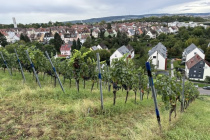 Traubenernte_2023-09-22_01