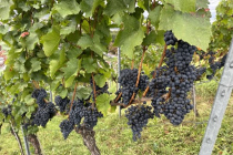 Traubenernte_2023-09-22_02