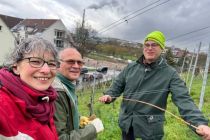 Vereinsweinberg_2023-03_04