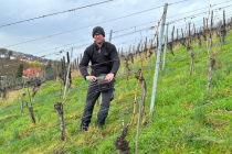 Vereinsweinberg_2023-03_07