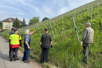 Vereinsweinberg_2023-05_02