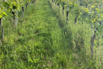 Vereinsweinberg_2023-05_05