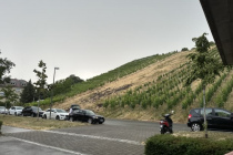 Vereinsweinberg_2023-06_20_04