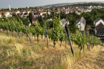 Vereinsweinberg_2023-06_20_06