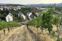 Vereinsweinberg_2023-07_11_04