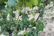 Vereinsweinberg_2023-07_11_20