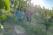 Weinlese_2023-10-03_01