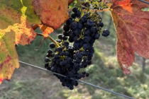 Weinlese_2023-10-03_02