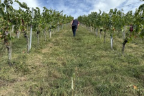 Weinlese_2023-10-03_15
